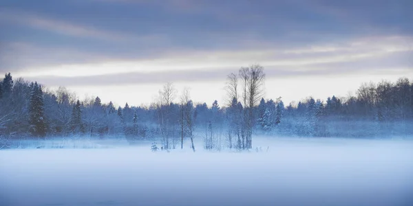 Belle Forêt Hiver Coucher Soleil Nature Voyage — Photo