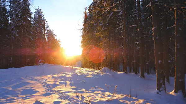 Όμορφο Χειμερινό Δάσος Στο Ηλιοβασίλεμα Φύση Ταξίδια — Φωτογραφία Αρχείου