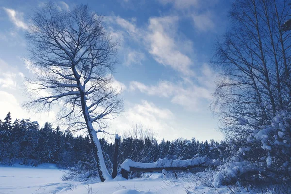 Φυσικό Τοπίο Χιονισμένο Δάσος Την Ημέρα — Φωτογραφία Αρχείου