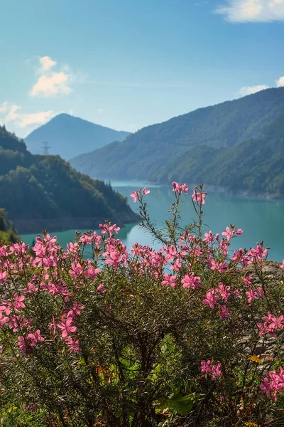 Природный Ландшафт Розовыми Цветами Фоне Реки Гор — стоковое фото