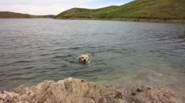 Gündüz vakti denizde yüzen sevimli köpek manzarası