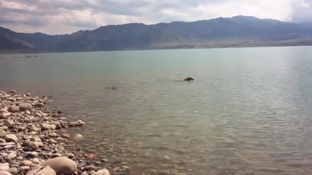 Widok Ładny Pies Pływanie Morzu Ciągu Dnia — Wideo stockowe