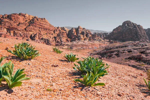 Petra Jordanië Groen Woestijn Achtergrond Van Graven Straat Van Gevels — Stockfoto