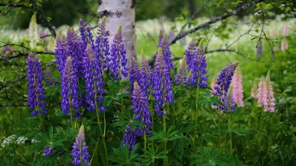 Schöne Wilde Violette Lupinen Blühen Abend Vor Dem Hintergrund Von — Stockvideo