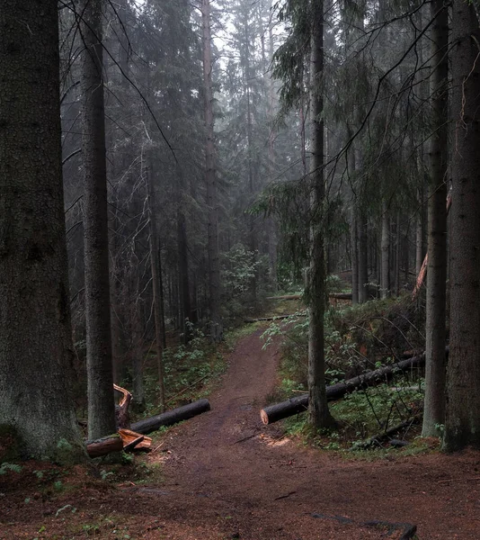 Sentier Dans Forêt Sombre Brumeuse Mystique Paysage Nordique Sombre — Photo