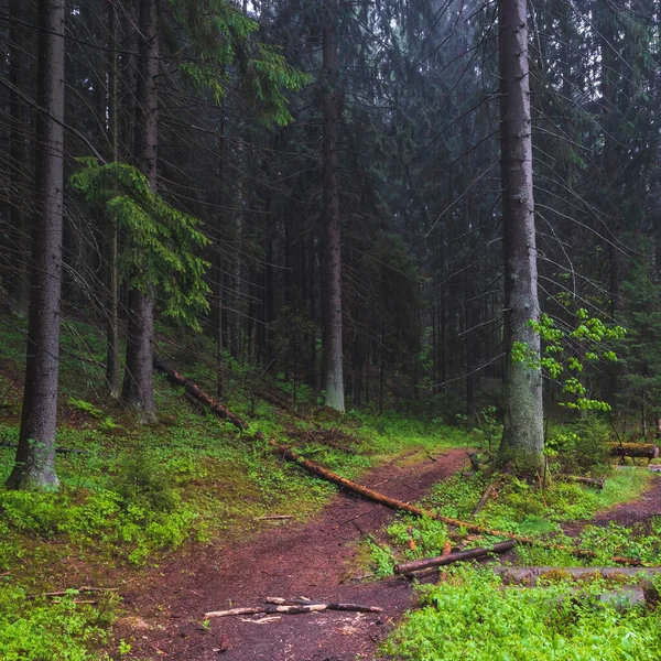 Misty Vieille Forêt Nord Après Pluie Dans Soirée Beau Paysage — Photo