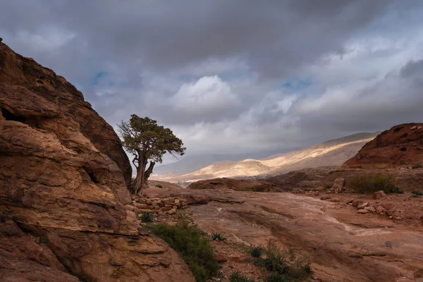 Μοναχικό Δέντρο Έρημα Βουνά Της Πέτρας Στην Ιορδανία Συννεφιασμένο Καιρό — Φωτογραφία Αρχείου
