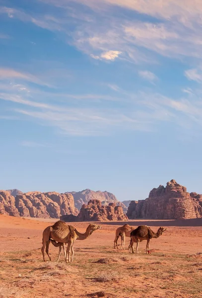 Camellos Pastan Desierto Wadi Rum Jordania —  Fotos de Stock