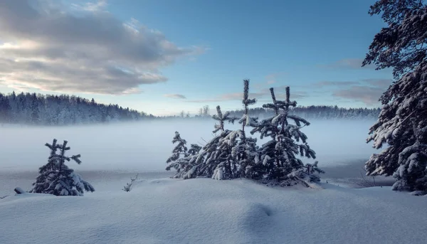 Kleine Weihnachtsbäume Winter Vor Der Kulisse Eines Nebligen Sees — Stockfoto
