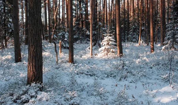 Pequenas Árvores Natal Iluminadas Pelo Sol Cobertas Neve Fresca Uma — Fotografia de Stock