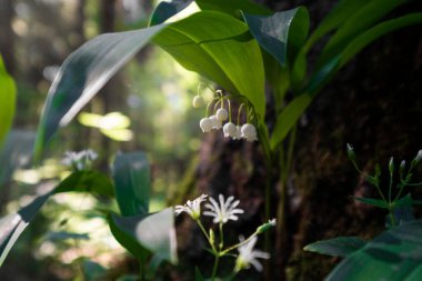 Ormandaki vadideki vahşi zambaklar, yaz şafağında