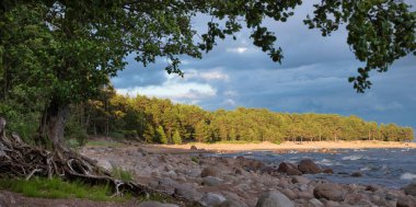 Finlandiya Körfezi 'nin Baltık Denizi' nin vahşi kıyılarında ağaç kökleri bir yaz akşamında.