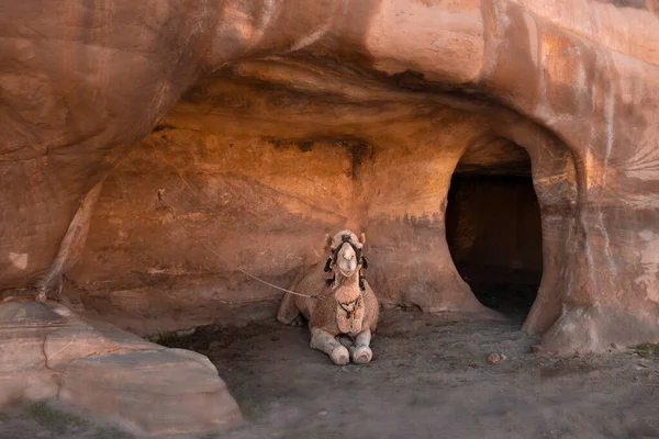 Een Gestoten Kameel Rust Grotten Woestijnbergen Van Petra Jordanië — Stockfoto