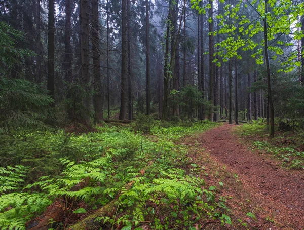 Wczesnym Rankiem Starym Świerkowym Mglistym Lesie Ścieżka Biegnie Mgle Pomiędzy — Zdjęcie stockowe
