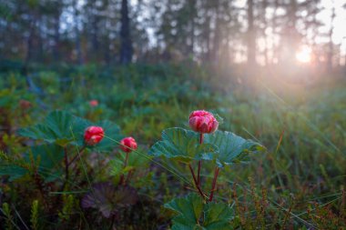 Kuzey Bulutdulu Ormanda gün batımında.