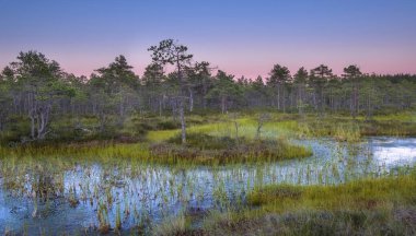 Gün batımında küçük ağaçlarla kuzeyde bataklık. Renkli yaz manzarası