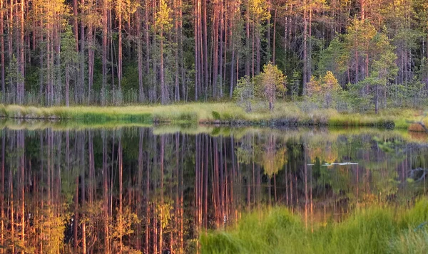 Small Overgrown Lake Forest Sunset Northern Wild Landscape — Stock Photo, Image