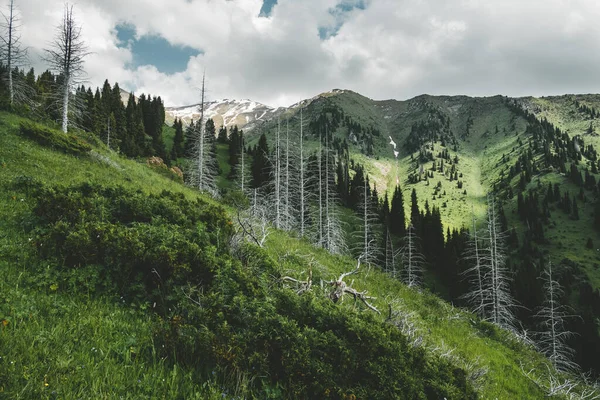 Montanha Furmanov Pico Paisagem Verão Com Troncos Mortos Abeto Almaty — Fotografia de Stock