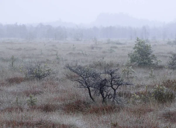 Bare Struiken Mist Het Herfstmoeras Gloomy Herfstlandschap — Stockfoto