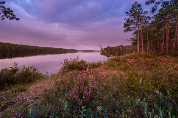 Güzel, orman, kuzey manzarası bir göl ve çiçekli çalılar kıyıda, bir yaz akşamı.