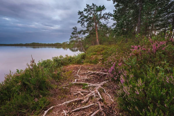 Prachtig Noordelijk Landschap Bij Zonsondergang Pad Met Wortels Bloemen Langs — Stockfoto