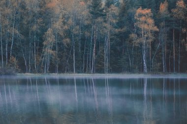 Kuzey ormanındaki gölde sis var. Çam ağaçları ve sarı huş ağaçları suya yansıyor.