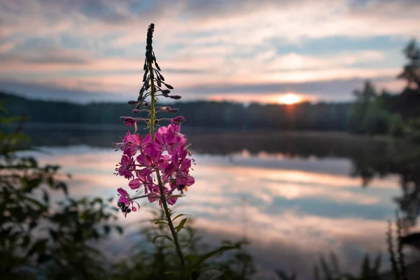 Kwiat Wodorostów Tle Leśnego Jeziora Wschodzie Słońca Krajobraz Północny — Zdjęcie stockowe