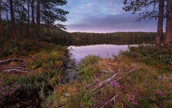 Göl ve çiçek açan çalılar sahilde, bir yaz akşamı ormanda.