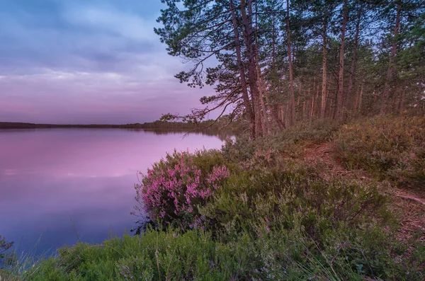 Prachtig Bos Noordelijk Landschap Met Een Meer Bloeiende Heidestruiken Oever — Stockfoto