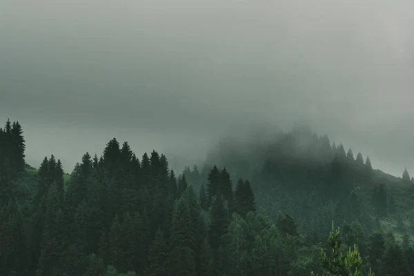 Туман Еловом Лесу Горах Мистический Тёмный Пейзаж — стоковое фото