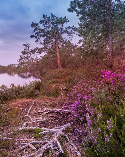 Path Roots Flowers Forest Lake Summer Evening — Stock Photo, Image