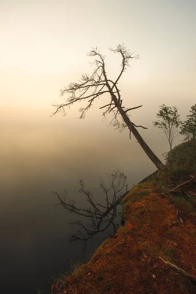 Осенний Пейзаж Одинокое Голое Дерево Листьев Над Туманным Лесным Озером — стоковое фото