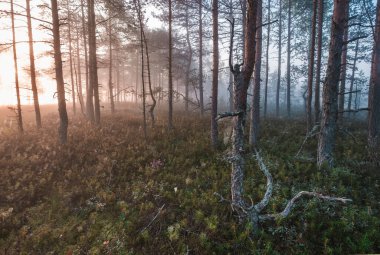 Cüce ağaçları ve örümcek ağlarıyla şafak vakti bataklıklarda sis. Rusya 'da Saint Petersburg yakınlarındaki Bataklık Gölü Ulusal Parkı