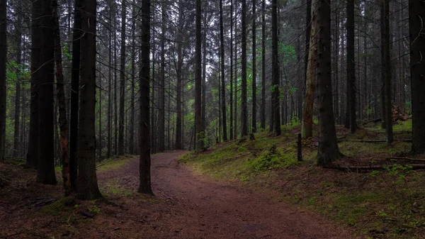 Chemin Terre Dans Forêt Sombre Brumeuse Mystique Paysage Nordique Sombre — Photo