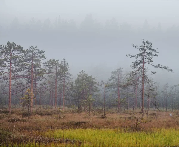 Силуети Дерев Через Туман Світанку Північному Болоті Початку Осені — стокове фото