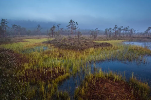 Marais Dans Parc National Marais Ozernoye Dans Nord Russie Dans — Photo