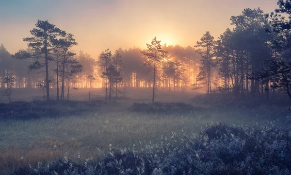 Lumière Soleil Brille Dans Brouillard Aube Dans Marécage Nordique Début — Photo