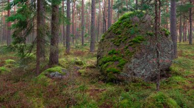Kuzey çam ormanları arasında yosun içinde kocaman bir kaya yığını..