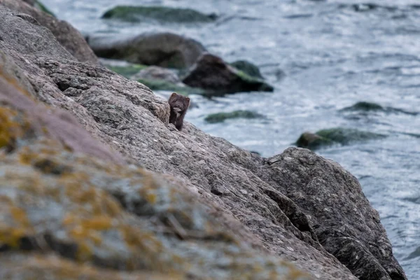 curious animal, European mink in the wild in the rocks by the water