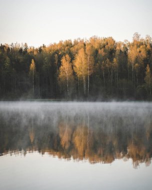 Ormandaki sarı huş ağaçları sonbaharda sabah sisli gölde yansır. 