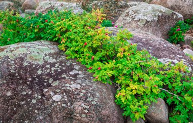 Genç ve parlak vahşi köpek kayaların arka planında yükseldi