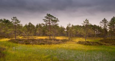 Şafak vakti ağaçlar Sonbaharın başlarında bir bataklıkta