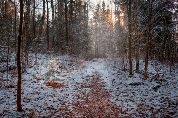 初雪と秋の森の霜 — ストック写真