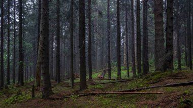Yazın karanlık, kasvetli, sık akşam ormanı.