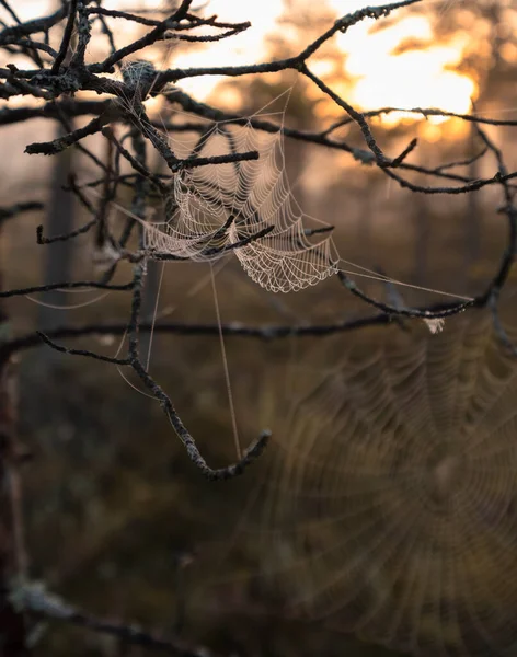 Herbstliches Spinnennetz Wilden Wald Morgengrauen Landschaft Bei Sonnenaufgang — Stockfoto