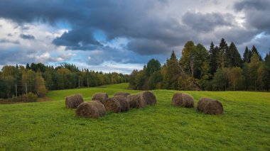 Sonbaharda ormanın yakınındaki bir tarlada saman yığınları