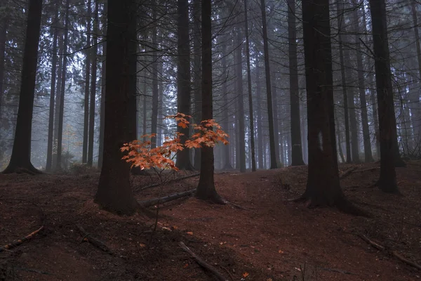 Одно Желтое Дерево Темном Осеннем Лесу Севере — стоковое фото