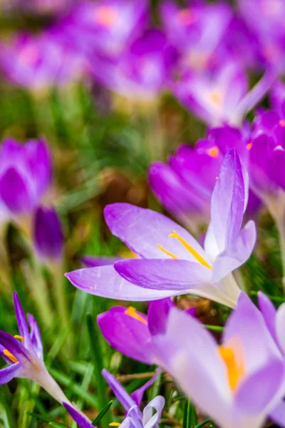 Çiğdem, çoğul çiğdemler veya croci çiçekli bitkiler Iris ailesindeki cinsidir. Bir tek crocus, çiğdemler, çayır, yakın çekim bir demet