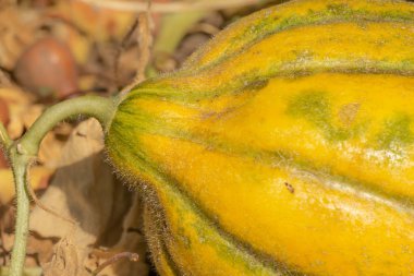 Dosyalanmış üzerinde büyüyen organik olgun sarı kavun Cucumis melo