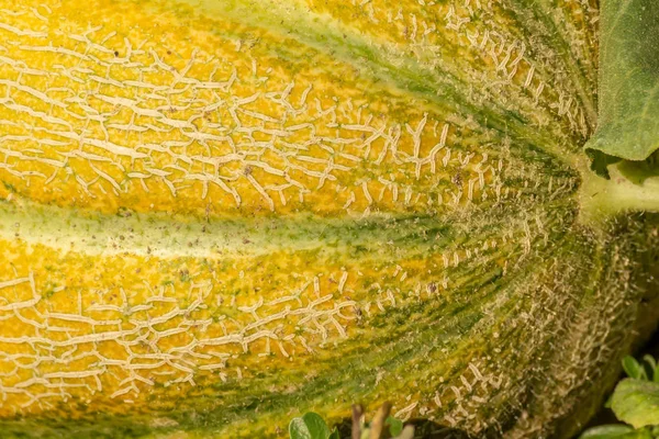 Organic Ripe Yellow Melon Growing Filed Cucumis Melo — Stock Photo, Image